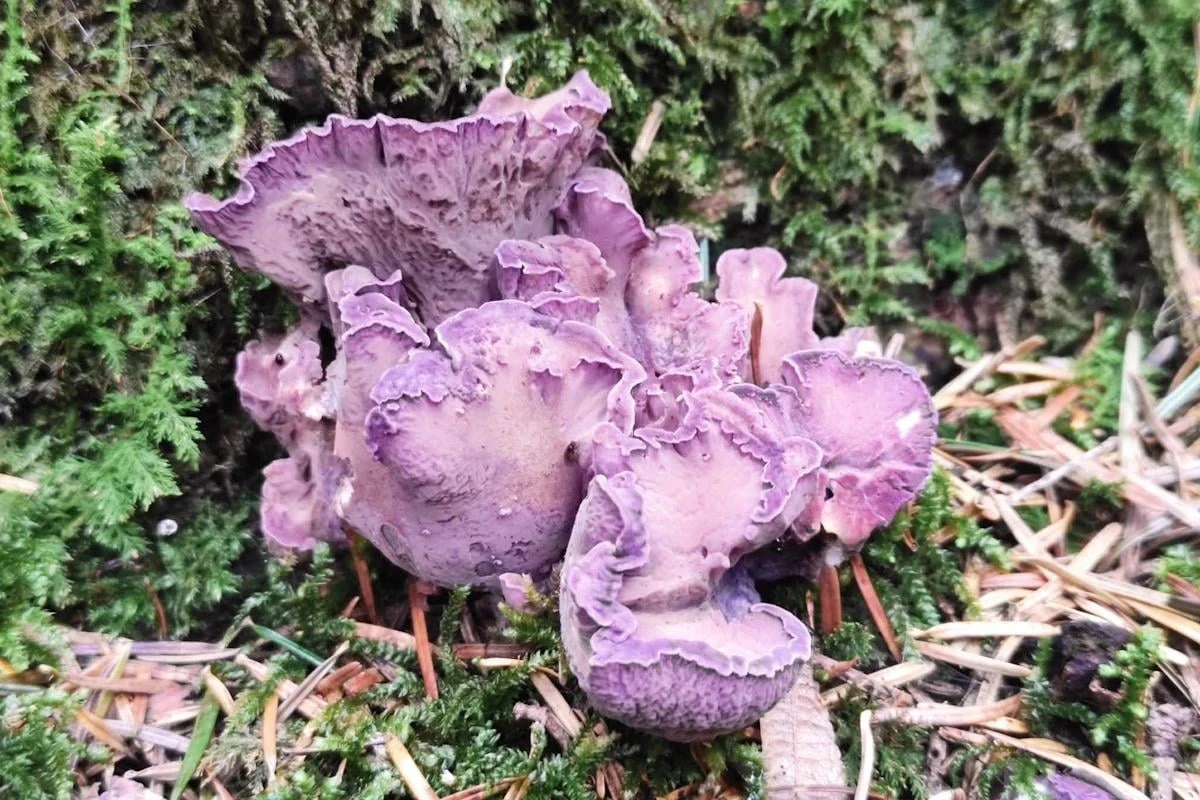 Гриб Свиняче вухо (Gomphus clavatus) лілово-пурпурового забарвлення із зморшкуватими складками і короткою ніжкою; фото НПП